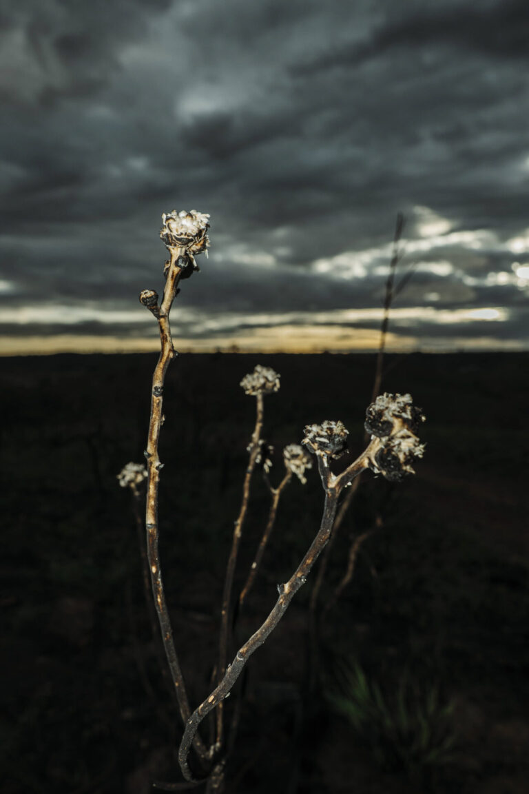 Cerrado em Chamas — Pós-Incêndio Documentado