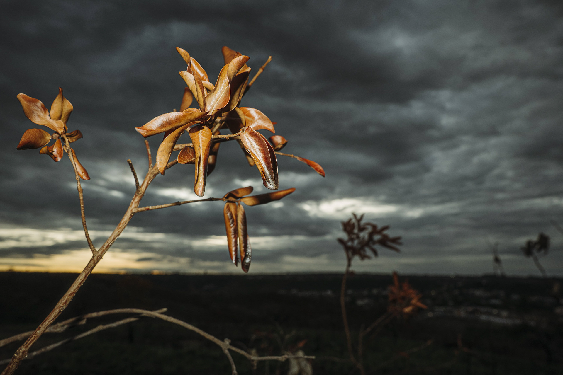 Detalhe de planta em regeneração após queimada no Cerrado