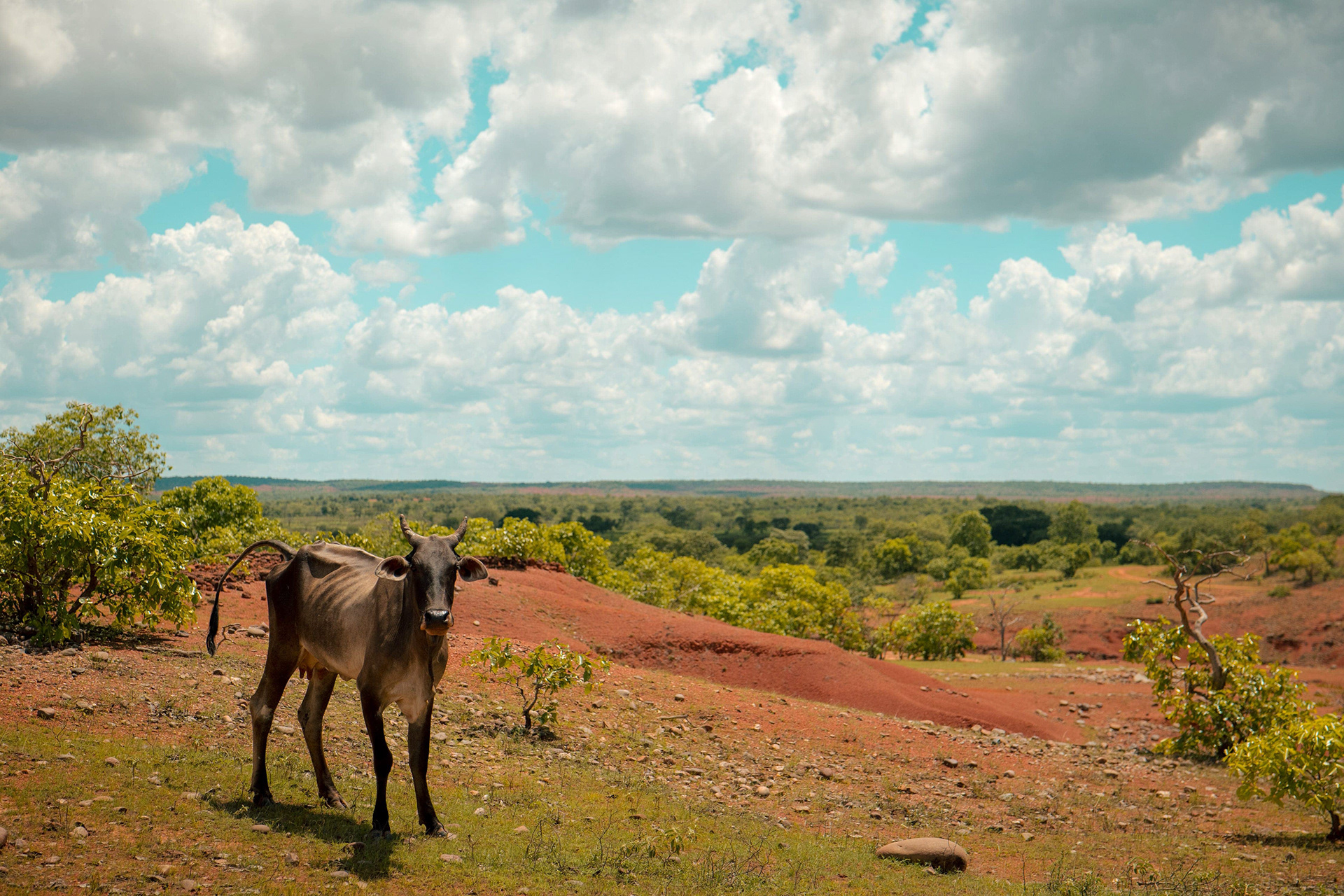 Vista aérea de área desertificada com vegetação esparsa, Gilbués