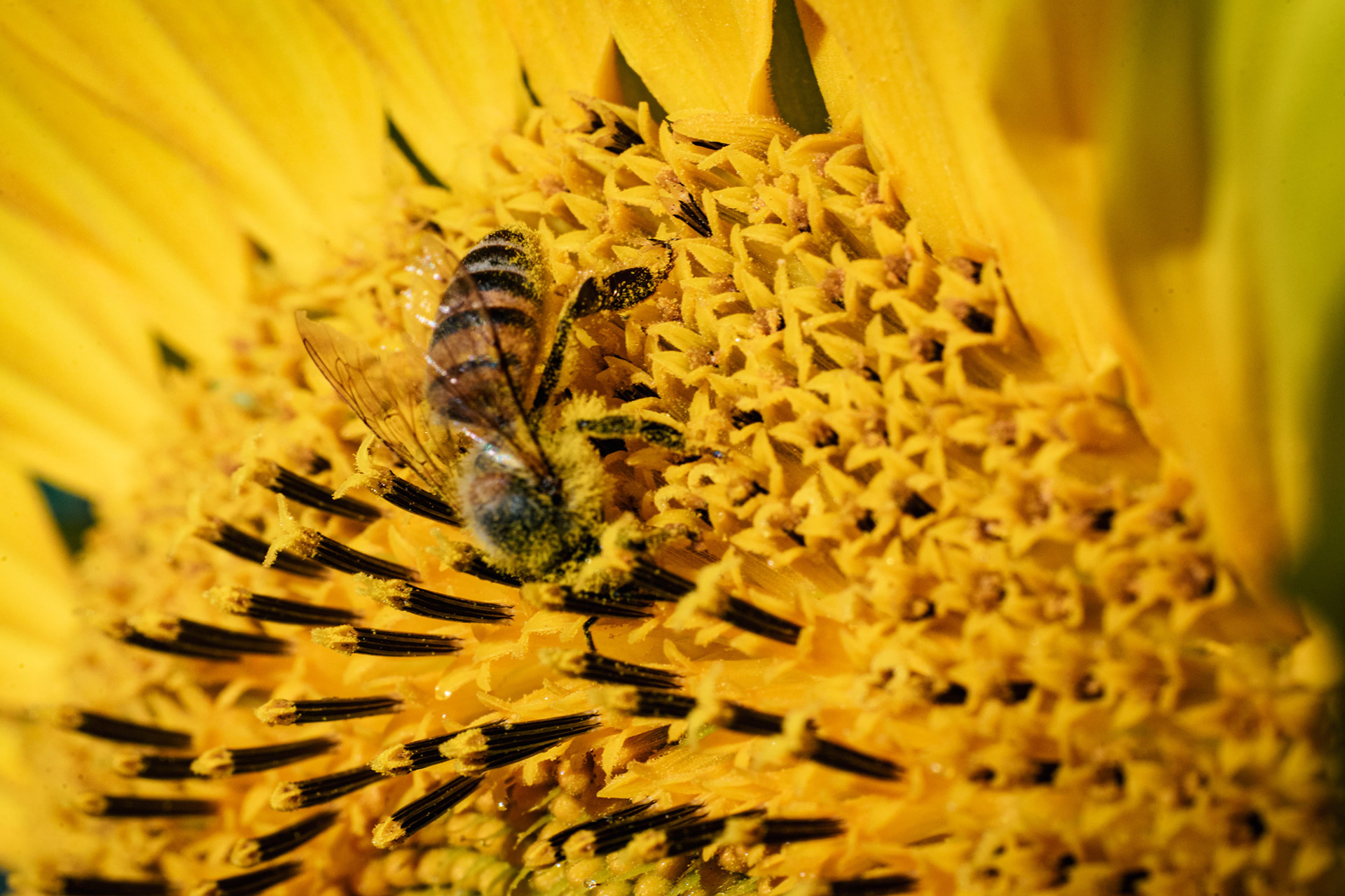 Close de girassol em plena floração